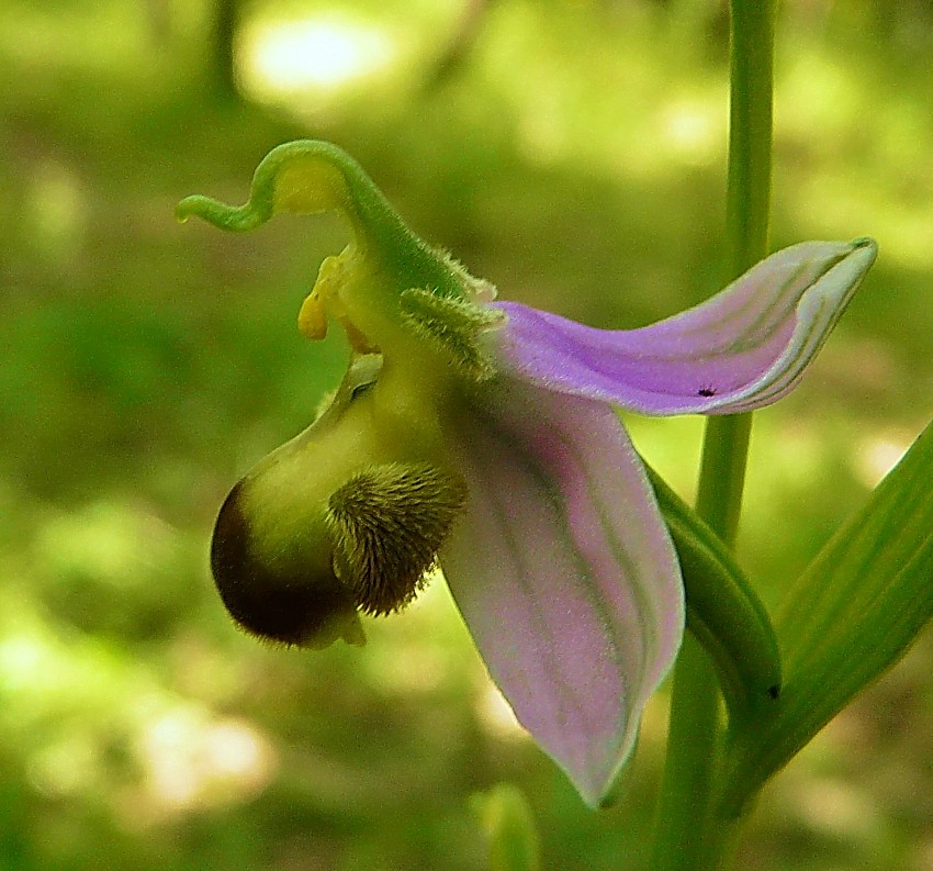 Ophrys apifera bicolor....